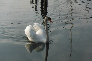 Chiemsee (6)