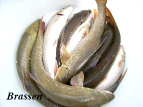 fisch